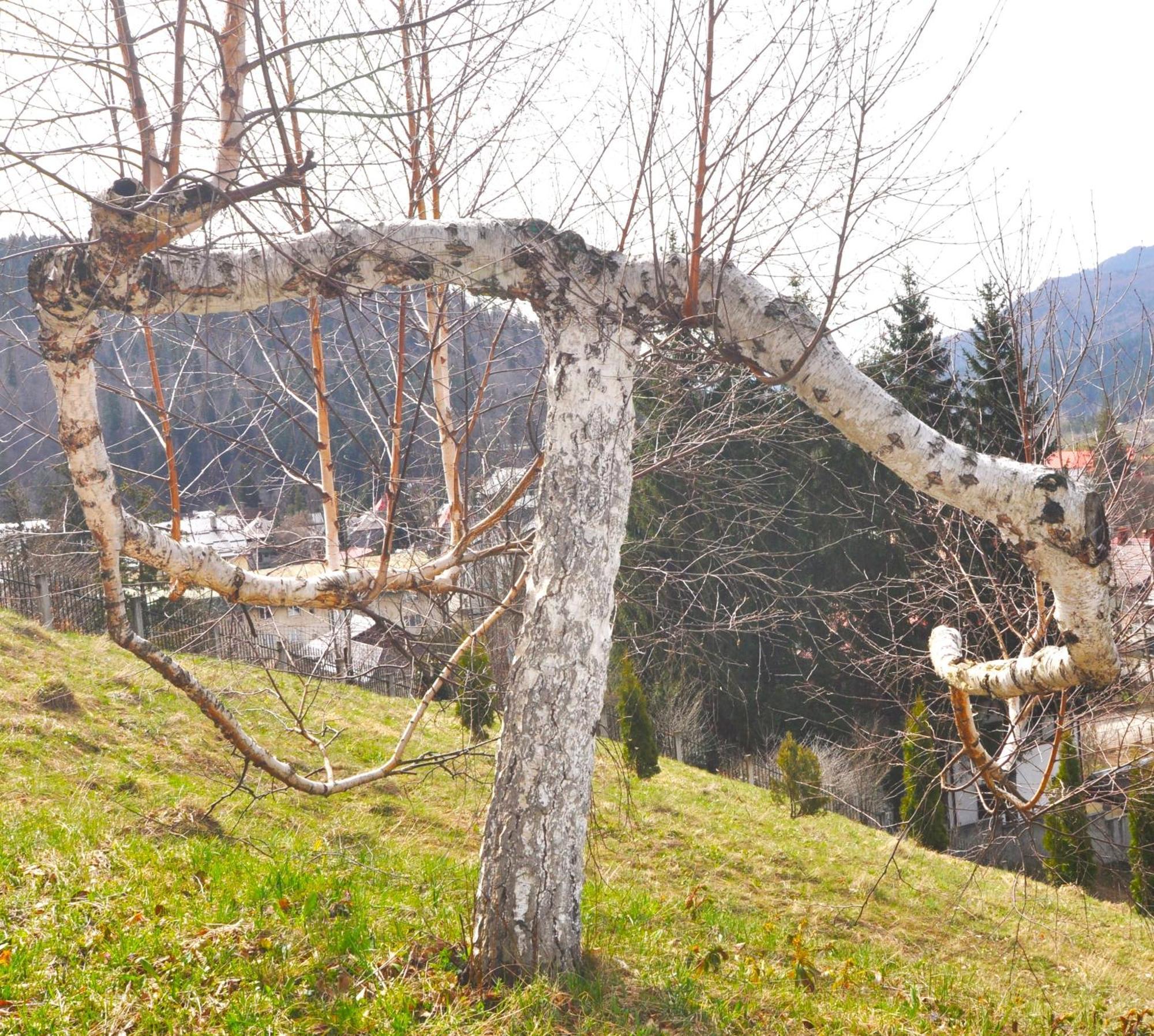 Villa Casa Tex Buşteni Esterno foto